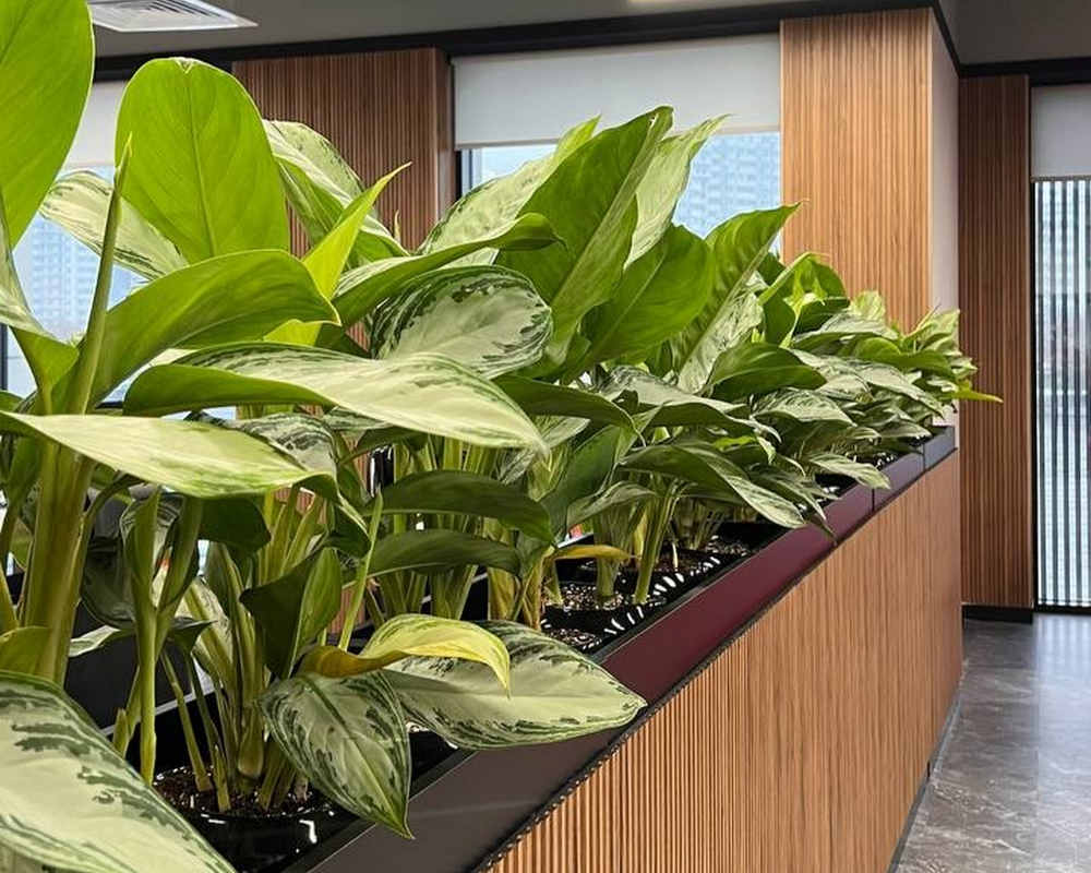 Панель МДФ ACUPAN 61.08.122501.92 трапеция 12х122х2760 мм Орех светлый